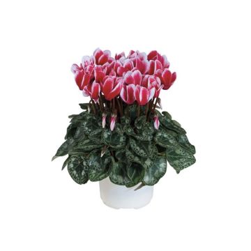 Festive Cyclamen Flame Bicolour in Bud and Bloom