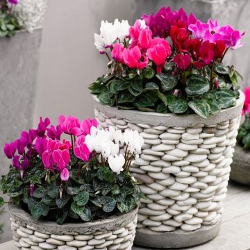 Patio Cyclamen in Bud & Bloom - Pack of SIX in Assorted Colours
