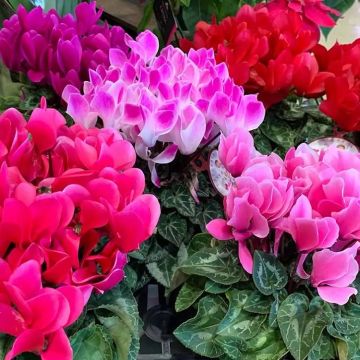 Multi Shades Patio Mini Cyclamen