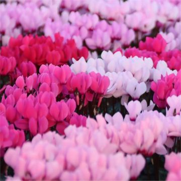 Cyclamen - Pink Shades in Bud & Bloom