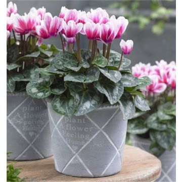 Cyclamen Picola Bicolour in Bud and Bloom complete with white display pot 