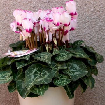 LARGE Cyclamen Victoria Plant In Bud & Bloom