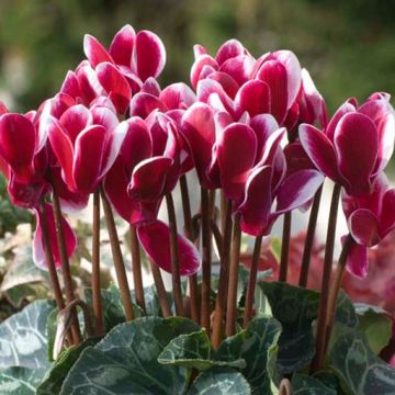 LARGE Cyclamen Flame Bicolour in Bud and Bloom