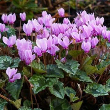 Cyclamen hederifolium - Autumn Flowering Hardy PINK Cyclamen