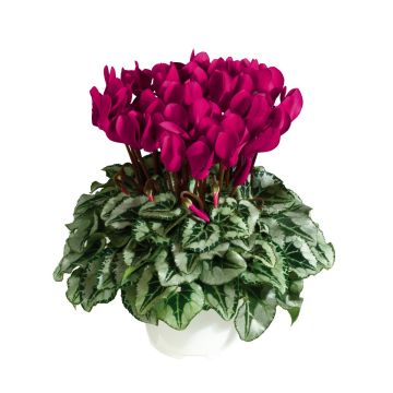 Cyclamen 'Deep Magenta' in Bud & Bloom