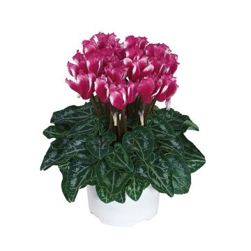 Cyclamen Lilibelle Magenta