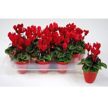 Miniature Red Cyclamen Plants in Red Display Pots - Pack of THREE