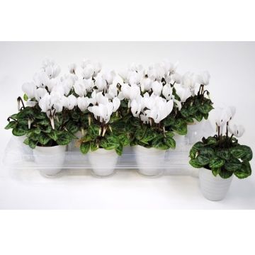 Snowy White Cyclamen Plants in White Pots - Pack of THREE