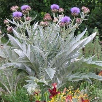 Cynara cardunculus - Silver Cardoon