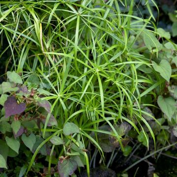 Cyperus alternifolius - Umberella Grass