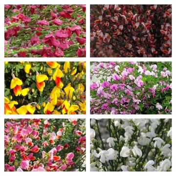 Cytisus Collection - Pack of Three