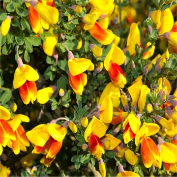 Patio Standard Trees - Cytisus circa 100-120cms - Orange BICOLOUR Broom