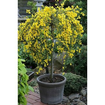 Patio Standard Tree - Cytisus circa 100-120cm - Golden Tears