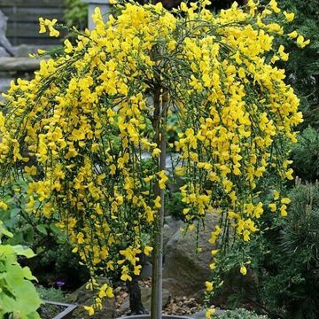 Patio Standard Tree - Cytisus circa 100-120cm - Golden Tears
