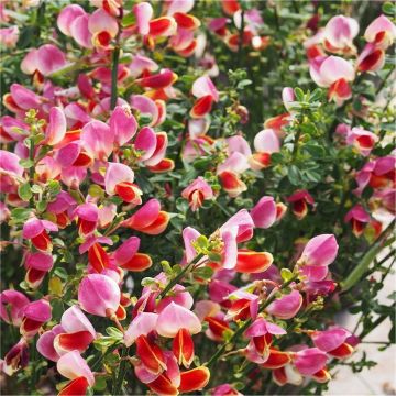 Patio Standard Tree - Cytisus circa 100-120cm - Goldfinch Broom