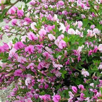 Cytisus Purpureus - Chamaecytisus purpureus - Purple Broom