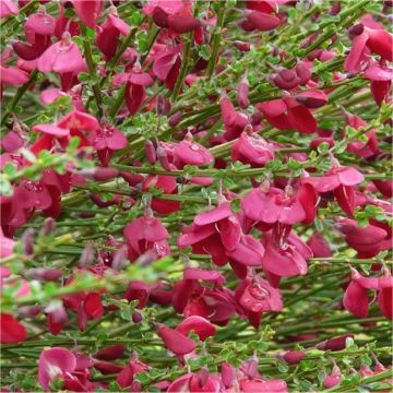 Patio Standard Trees - Ruby Cytisus circa 100-120cms - Crimson Red Broom