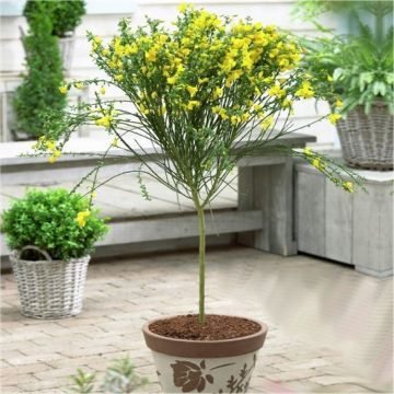 Patio Standard Trees - Cytisus circa 100-120cms - Golden YELLOW Broom