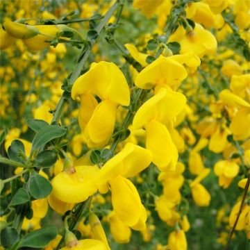 Cytisus Broom - Golden Yellow