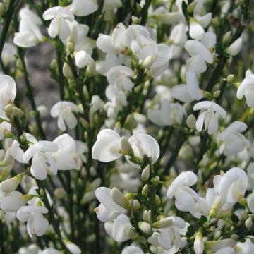 Patio Standard Tree - Cytisus circa 100-120cm - White Lion Broom