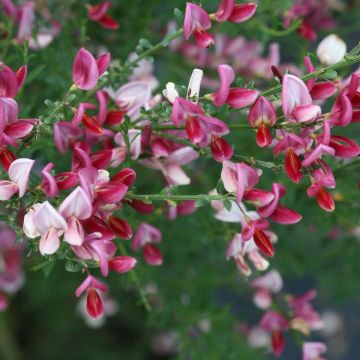 Cytisus Hollandia - Broom