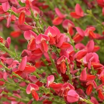 Cytisus scoplarius Red Favourite - Broom