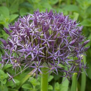 Allium christophii - Star of Persia