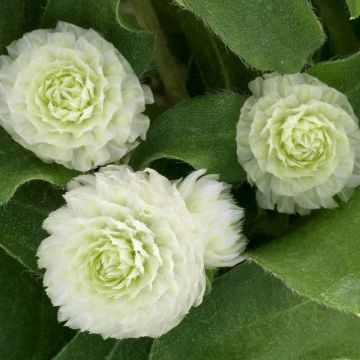 Gomphrena globosa - Globe Amaranth