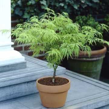 Acer palmatum Dissectum - Filigree Japanese Maple