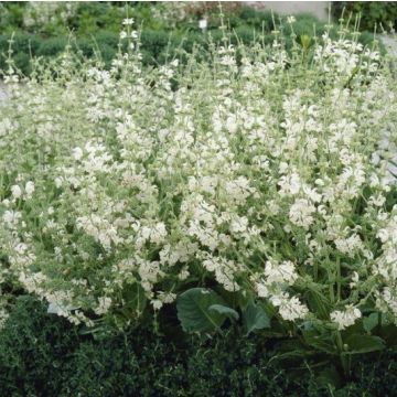 Salvia argentea