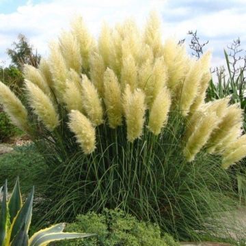 WHITE Pampas Grass - Cortaderia selloana - Pack of THREE Plants