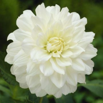 Dahlia White Onesta