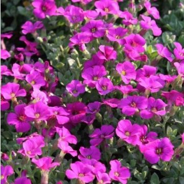 Aubretia gracilis Kitte Rose-Purple