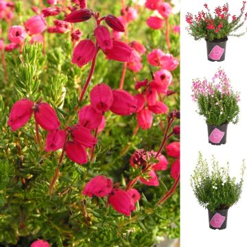 Daboecia cantabrica - Irish Princess Heather - Pack of THREE Gorgeous Plants