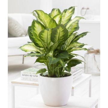 Dieffenbachia 'Compacta' - Foliage House Plant with White Display Pot