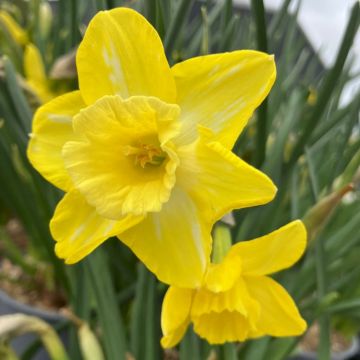 Narcissus Hillstar - Daffodil - In Bud & Bloom