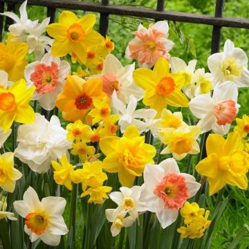 Daffodil and Narcissi Mixed Narcissus Daffodils - Big Flowering Mix - Pack of 20