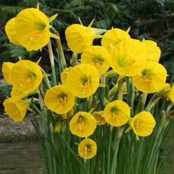 Narcissus Oxford Gold - Pack of 12 Daffodil bulbicodium Bulbs