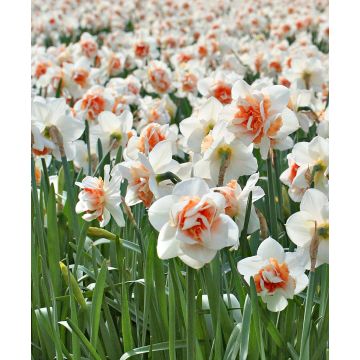 Narcissus - Daffodil Replete - Pack of 5 Double Ruffled Daffodils
