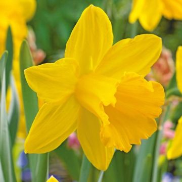 Narcissus - Daffodil Sint Victor - Pack of 12 Bulbs - Large Trumpet Daffodil