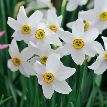 SPECIAL DEAL - Daffodil actaea Pheasant Eye - Pack of 6 Bulbs