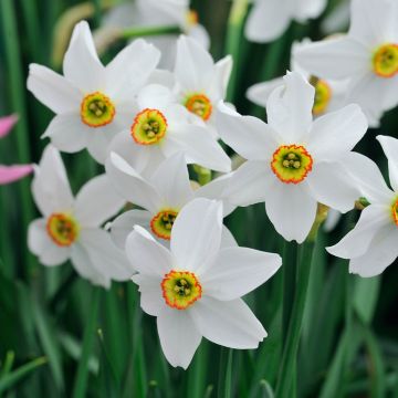 Daffodil actaea Pheasant Eye - Pack of 6 Bulbs