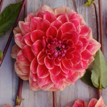 Dahlia All That Jazz