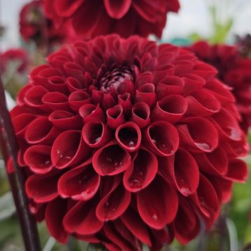 Dahlia Baccara