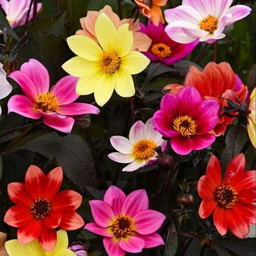 Butterfly Dahlia Dark Eyed mix