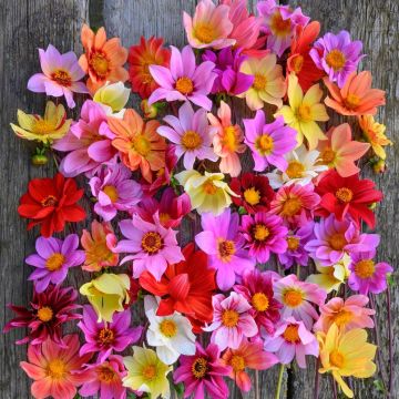 BEST VALUE - Dahlia Mixed Collection - Abundant Flowering - Pack of FIVE
