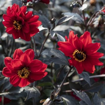 Dahlia 'Black Forest Ruby' Plant