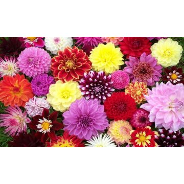 Premium varieties Dahlia Collection - Breeders Special Mix - Pack of TEN