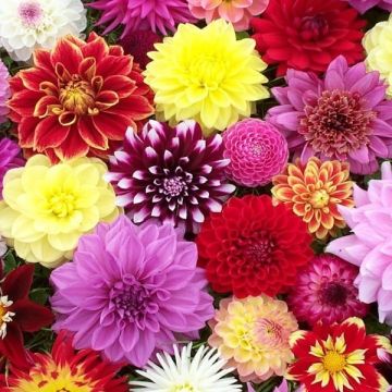 Premium varieties Dahlia Collection - Breeders Special Mix - Pack of TEN
