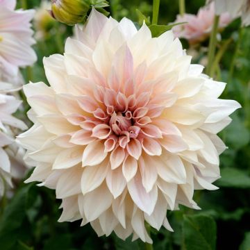 Dahlia Cafe au Lait